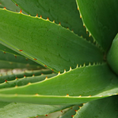 Aloe Vera, fotografia originale del catalogo